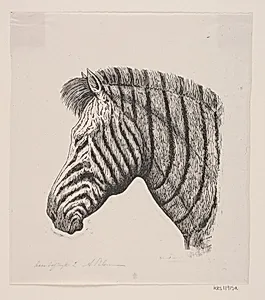 Hoved af en Zebra