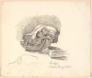 Hundekranium. Forneden ufuldendt studie af samme motiv by Johan Thomas Lundbye