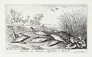 Hundestejle (Aculeatus siue Spinachia) by Albert Flamen