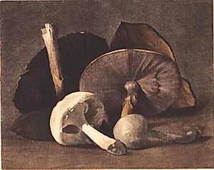 Hvid champignon by Peter Ilsted