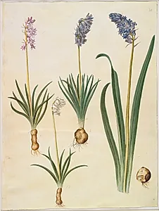 Hyacinthoides non-scripta (almindelig klokkeskilla); Hyacinthoides hispanica (spansk klokkeskilla) by Hans Simon Holtzbecker