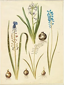 Hyacinthus orientalis (almindelig hyacint); Muscari comosum (duskhyacint); Brimeura amethystina (pyrenæisk hyacint) by Hans Simon Holtzbecker