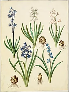 Hyacinthus orientalis (almindelig hyacint); Scilla amoena (himmelblå skilla) by Hans Simon Holtzbecker