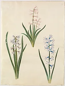 Hyacinthus orientalis (almindelig hyacint) by Hans Simon Holtzbecker
