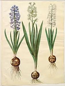 Hyacinthus orientalis (almindelig hyacint) by Hans Simon Holtzbecker