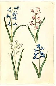 Hyacinthus orientalis (almindelig hyacint) by Hans Simon Holtzbecker