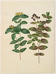 Hypericum androsaemum (bær-perikon) by Hans Simon Holtzbecker