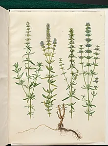 Hyssopus officinalis (ægte isop) by Hans Simon Holtzbecker