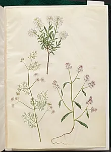 Iberis sempervirens (snepude); Coriandrum sativum (almindelig koriander); Iberis amara (bitter sløjfeblomst) by Hans Simon Holtzbecker
