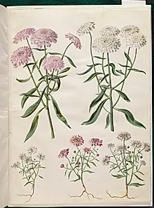 Iberis umbellata (skærm-sløjfeblomst); Iberis amara (bitter sløjfeblomst) by Hans Simon Holtzbecker