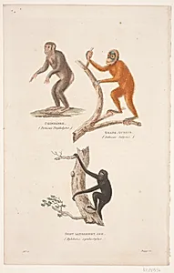 Illustration med aber: Chimpanse, orangutang og sort langarmet abe by Oluf Olufsen Bagge