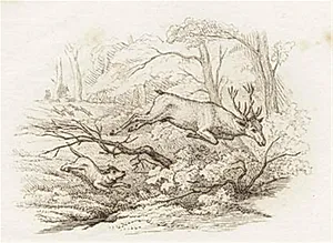 Illustration til "Halvhundrede Fabler for Børn" af Hey by Martinus Rørbye