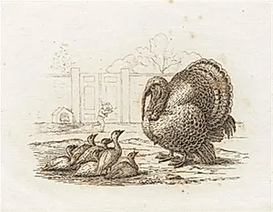 Illustration til "Halvhundrede Fabler for Børn" af Hey by Martinus Rørbye