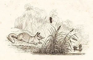 Illustration til "Halvhundrede Fabler for Børn" af Hey by Martinus Rørbye