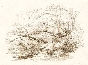 Illustration til "Halvhundrede Fabler for Børn" af Hey by Martinus Rørbye