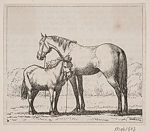 Illustration til: "Nordbaggen og sjællænderen", digt af Gotfred Rohde