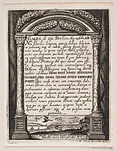 Illustration til Simon Paulli, "Quadripartitum Botanicum", 1667 by Albert Haelwegh