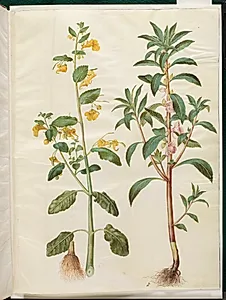 Impatiens noli-tangere (spring-balsamin); Impatiens balsamina (have-balsamin) by Hans Simon Holtzbecker