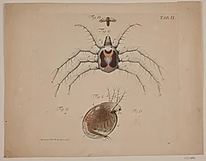 Insekter. Tavle II af zoologisk værk by Odvardt Helmoldt de Lode