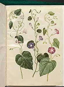 Ipomoea purpurea (purpur-pragtsnerle) by Hans Simon Holtzbecker