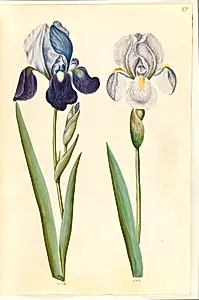 Iris ×germanica eller Iris ×sambucina (?) (have-iris eller hylde-iris); Iris ×germanica (have-iris) by Hans Simon Holtzbecker