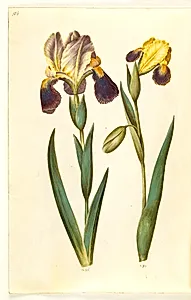 Iris ×germanica eller Iris ×sambucina (have-iris eller hylde-iris); Iris variegata (broget iris) by Hans Simon Holtzbecker