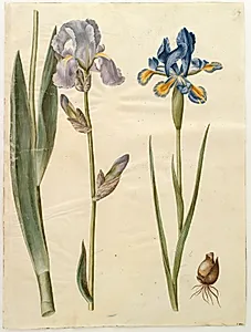 Iris ×germanica (have-iris); Iris xiphium (spansk iris)