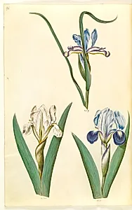 Iris graminea (græsbladet iris); Iris lutescens eller Iris pumila (?) (dværg-iris eller lav iris) by Hans Simon Holtzbecker