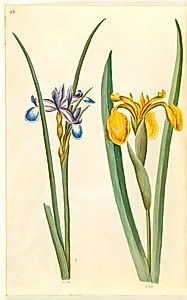 Iris graminea (græsbladet iris); Iris pseudacorus (gul iris) by Hans Simon Holtzbecker