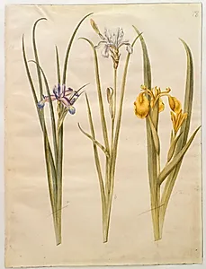 Iris graminea (græsbladet iris); Iris sibirica (sibirisk iris); Iris pseudacorus (gul iris) by Hans Simon Holtzbecker