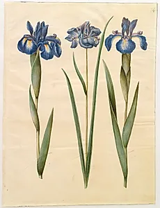 Iris latifolia (engelsk iris); Iris sibirica (sibirisk iris) by Hans Simon Holtzbecker