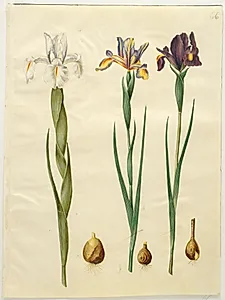 Iris latifolia (engelsk iris); Iris xiphium (spansk iris)