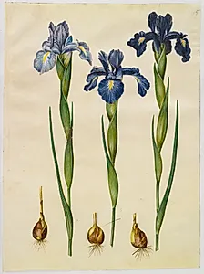 Iris latifolia (engelsk iris)