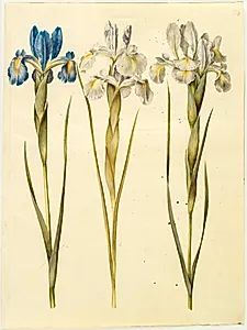 Iris latifolia (engelsk iris) by Hans Simon Holtzbecker