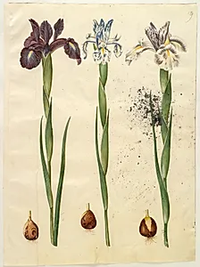 Iris latifolia (engelsk iris) by Hans Simon Holtzbecker