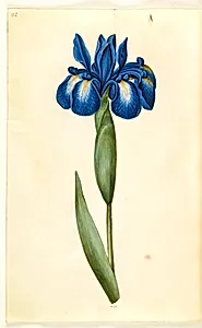 Iris latifolia (engelsk iris) by Hans Simon Holtzbecker