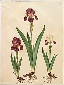 Iris ×lurida (iris-hybrid) by Hans Simon Holtzbecker