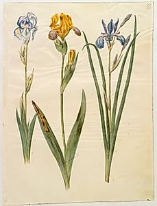 Iris pallida (bleg iris); Iris variegata (broget iris); Iris sibirica (sibirisk iris) by Hans Simon Holtzbecker