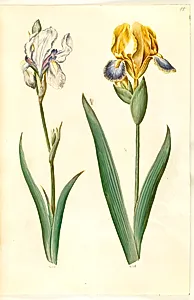 Iris pallida (bleg iris); Iris variegata (broget iris) by Hans Simon Holtzbecker