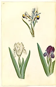 Iris persica (persisk iris); Iris lutescens eller Iris pumila (?) (dværg-iris eller lav iris) by Hans Simon Holtzbecker