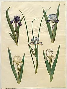 Iris pumila (lav iris) eller Iris lutescens (dværg-iris); Iris graminea (græsbladet iris) by Hans Simon Holtzbecker