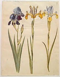 Iris ×sambucina (hylde-iris); Iris latifolia (engelsk iris) by Hans Simon Holtzbecker