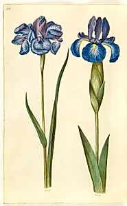 Iris sibirica (sibirisk iris); Iris latifolia (engelsk iris) by Hans Simon Holtzbecker