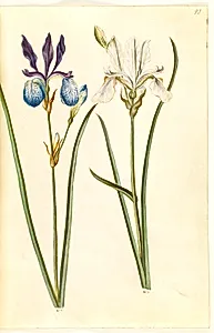 Iris sibirica (sibirisk iris) by Hans Simon Holtzbecker