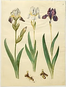 Iris ×squalens (iris-hybrid); Iris (iris) by Hans Simon Holtzbecker