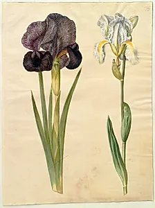 Iris susiana (sørge-iris); Iris ×florentina (violrod) by Hans Simon Holtzbecker