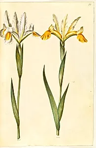 Iris xiphium, evt. Iris latifolia (?) (spansk iris eller engelsk iris) by Hans Simon Holtzbecker