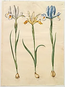 Iris xiphium (spansk iris) eller Iris latifolia (engelsk iris); Iris xiphium (spansk iris)