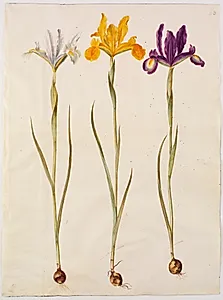 Iris xiphium (spansk iris)