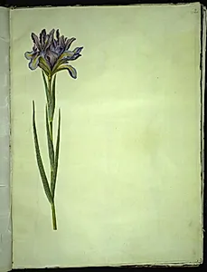 Iris xiphium (spansk iris)